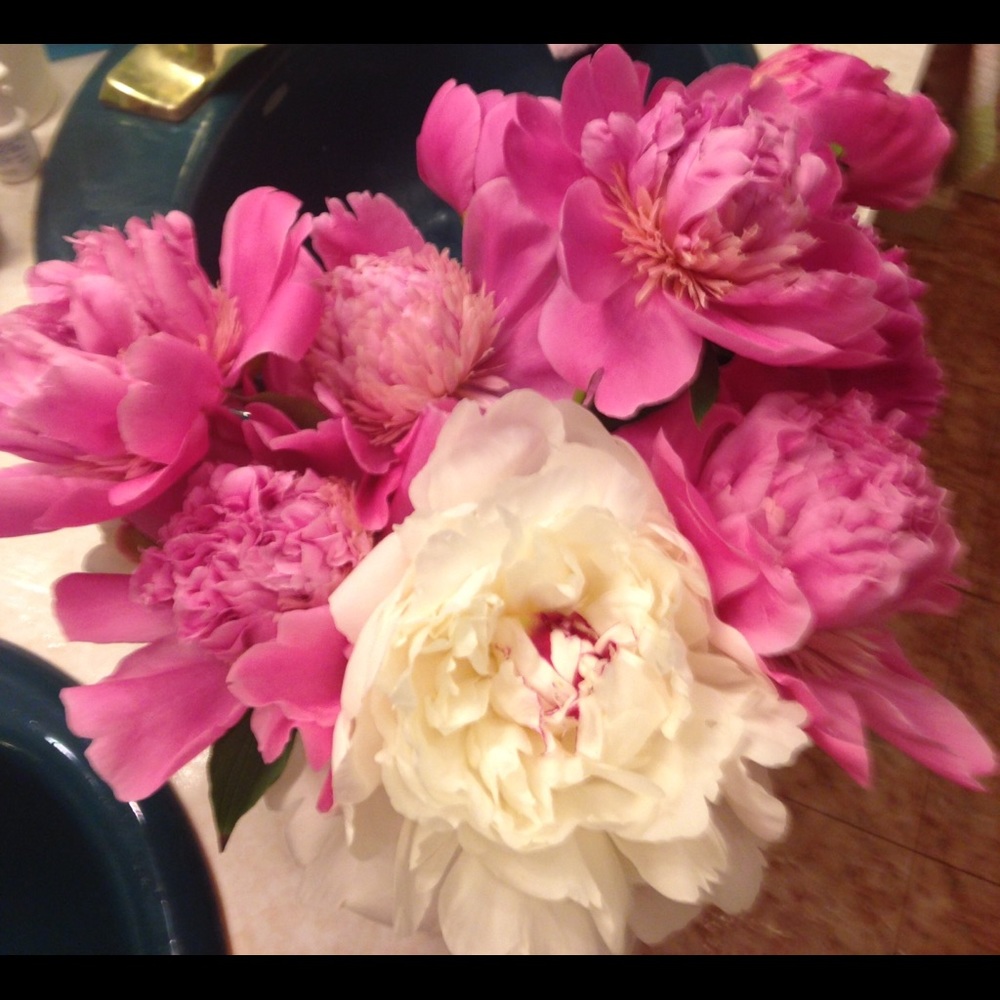 Meet your Posher, Cullie